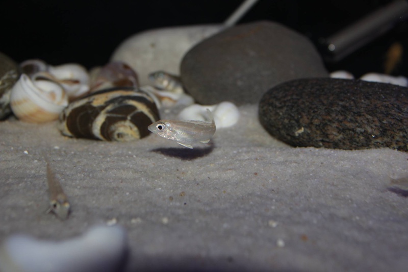 Grammatotria lemairii 'Katete'